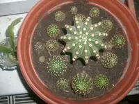 Kakteen 10.02.2010 004.webp