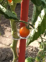 Garten 016.webp