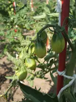Garten 017.webp