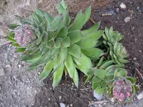 080710 001.webp
