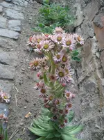 090710 006.webp