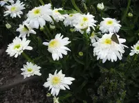 090710 011.webp