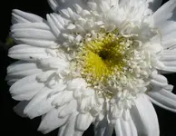 080710 017.webp