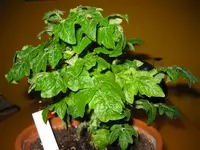 IMG_0847.webp