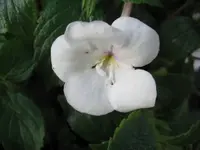 weißer Schiefteller.webp
