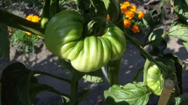 9. 7. 2010 (30).webp