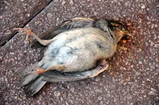 toterspatz.webp