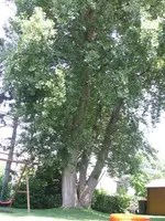 IMG_3166_Baum.webp