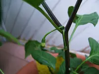 DSCF3694.webp