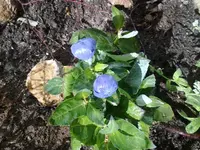 ballonblume100710b.webp