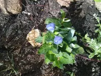 ballonblume100710.webp