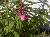 pflox100710.webp