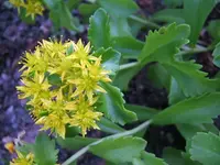 DSCF3692.webp