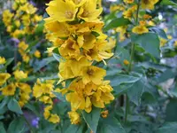 DSCF3691.webp
