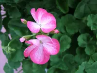 DSCF3690.webp