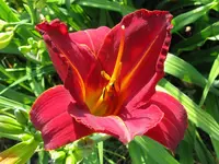 IMG_shola_1024x768.webp
