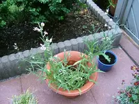 DSCF3685.webp