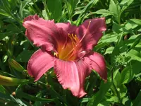 French Porcelain_.webp