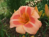 Real Wind_.webp