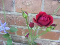 Garten 001.webp