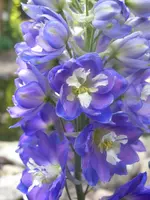 Garten 003.webp