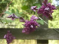 Garten 005.webp