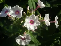 Garten 008.webp