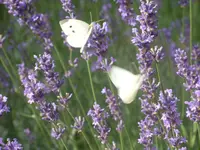 Garten 011.webp