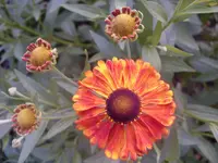 Garten 012.webp
