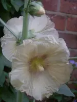 Garten 021.webp