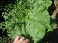 Garten 026.webp