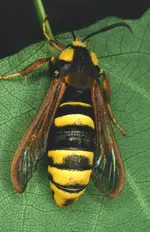 apiformis-1.webp