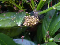 spinne.webp