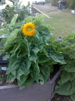 10072010890.webp