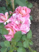 10072010897.webp