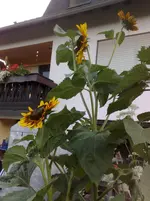 10072010909.webp