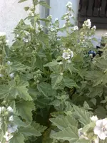 10072010906.webp
