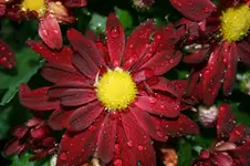 009.webp