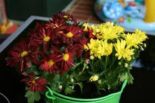 006.webp