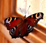 schmetter.webp