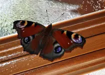 schmetter2.webp