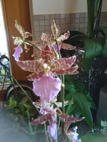 Bilder10.07.10 036.webp