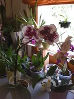Bilder10.07.10 012.webp