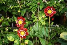 Dahlie.webp