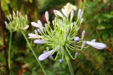 Apaganthus.webp