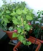 Hibiskus 006.webp