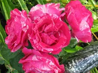 IMG_7516_1024x768.webp