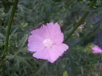 Garten 018.webp