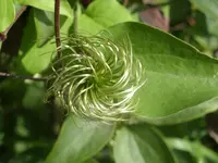 Garten 019.webp