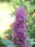 Garten 022.webp